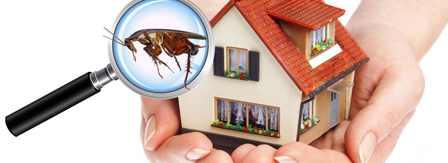 Pest Management — Definition and Significance | by Bayswater Pest Control |  Medium