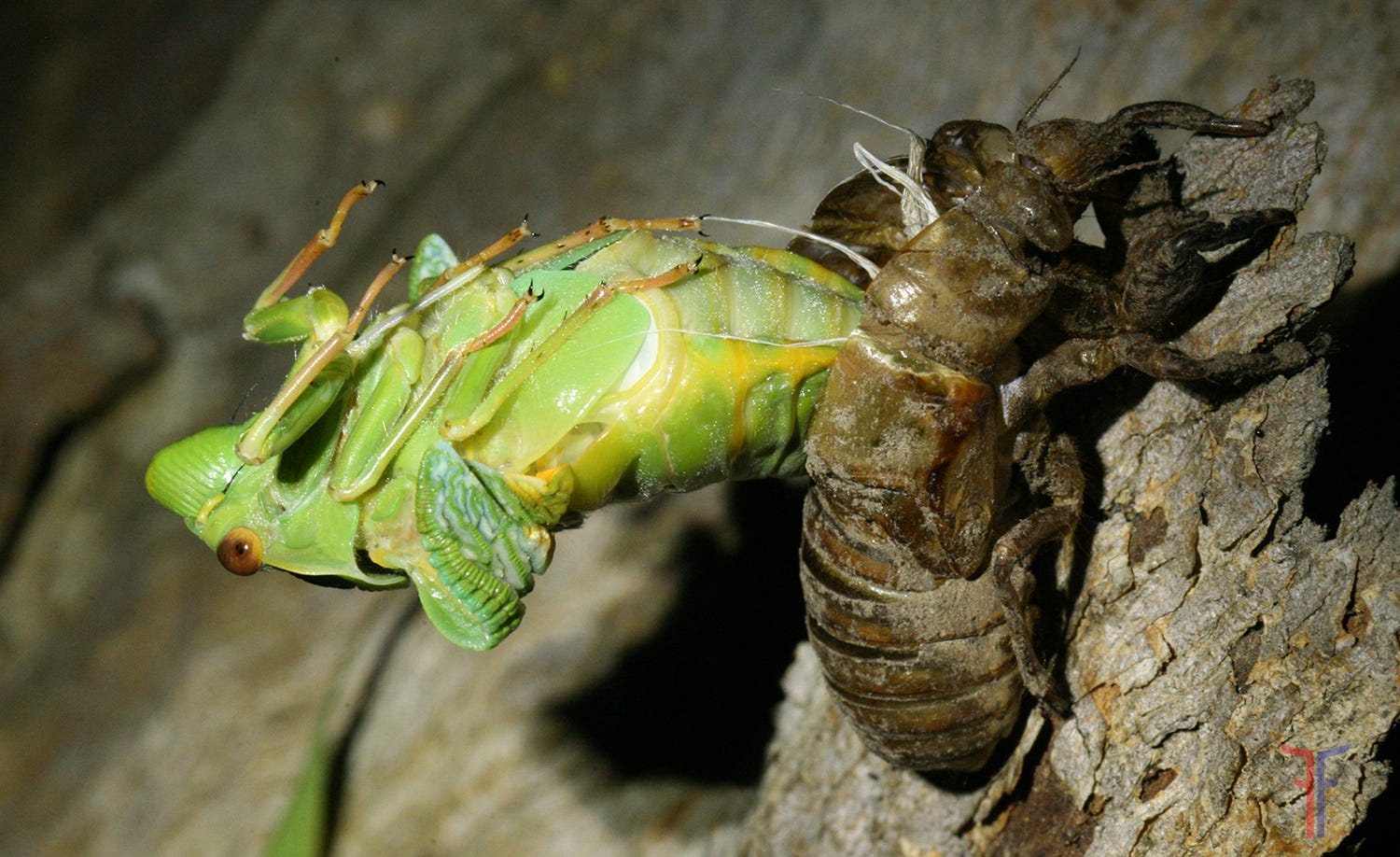 Do Plants Really Eat Insects Pdf Reddit Ebook Reader Kaufen