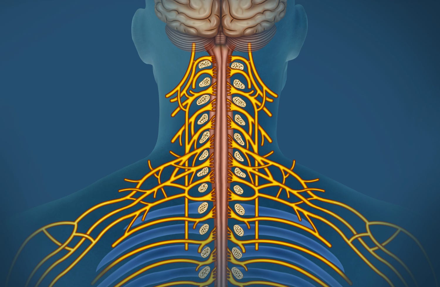 How to Stimulate Your Vagus Nerve and Decompress With a 4:8 Breathing