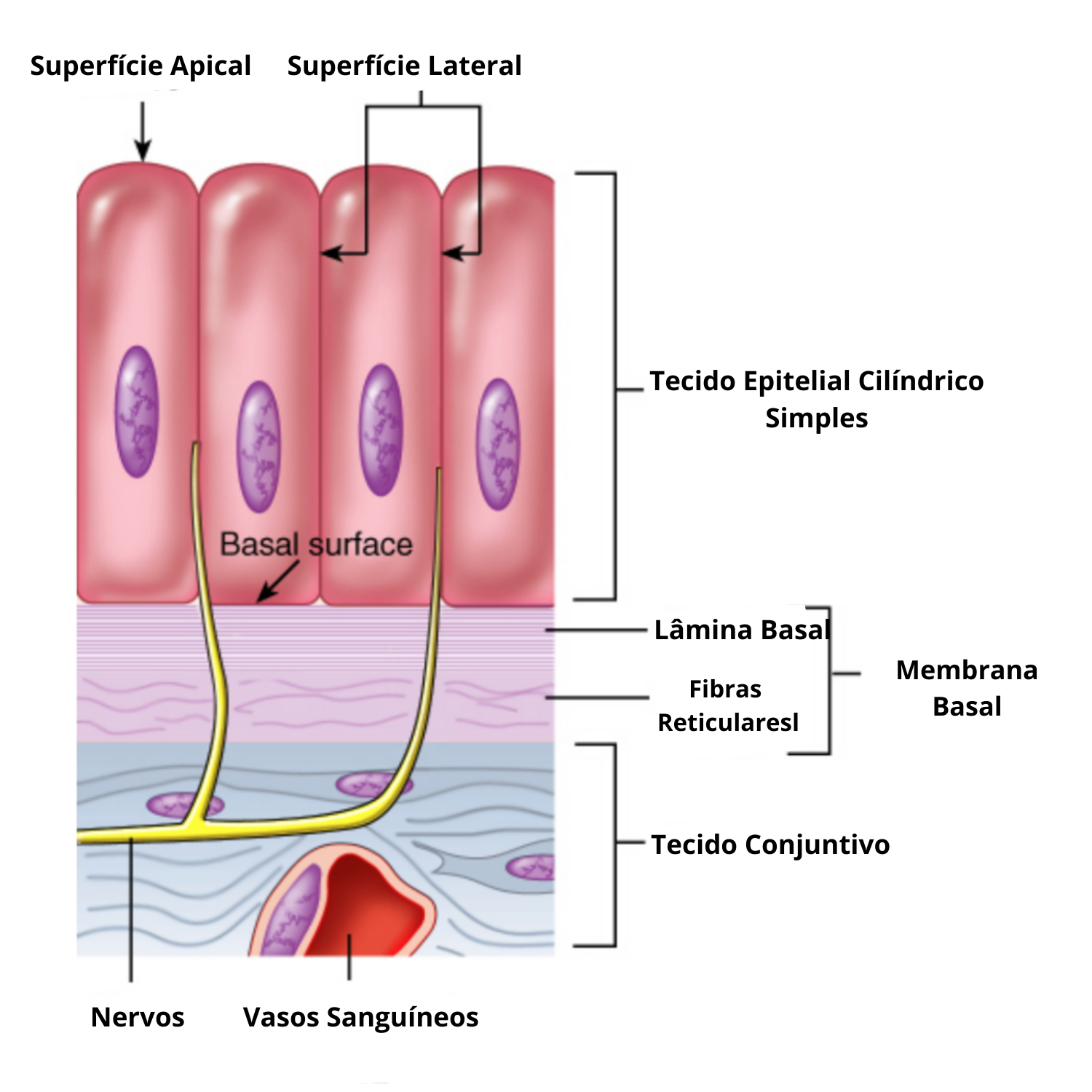 Histologia Tecido Epitelial De Revestimento By Kamilafarias