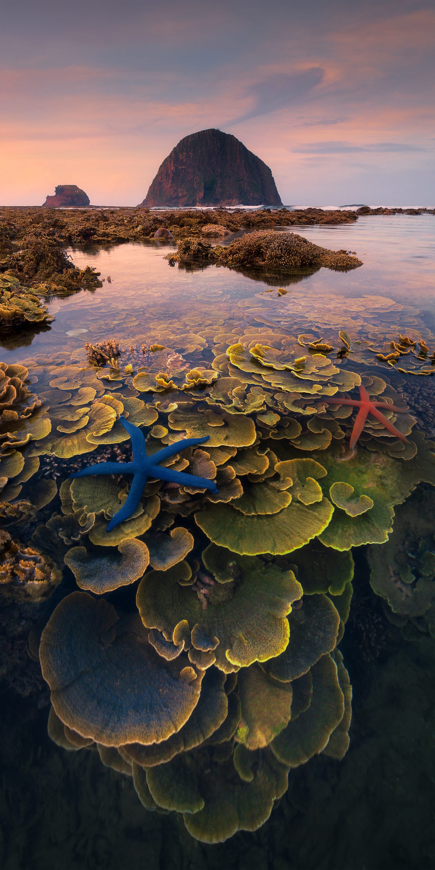 Big, beautiful plants growing in crystal clear water, dotted with bright blue and orange starfish near the surface