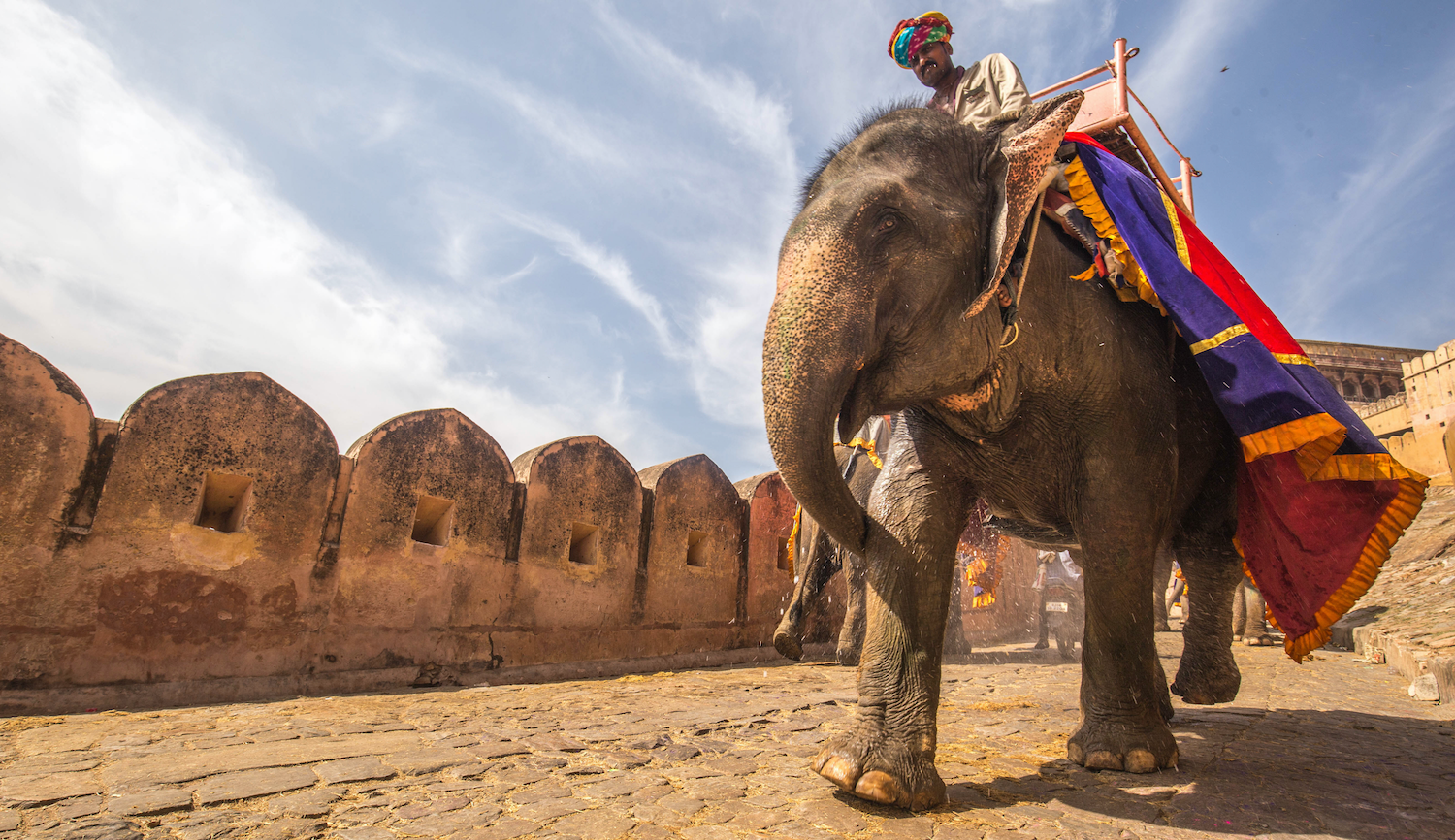 Pivoting With An Elephant Taking Charge Of Your Unconscious Brain By Tim Mission Org Medium Pivoting With An Elephant Taking Charge Of Your Unconscious Brain By Tim Mission Org Medium