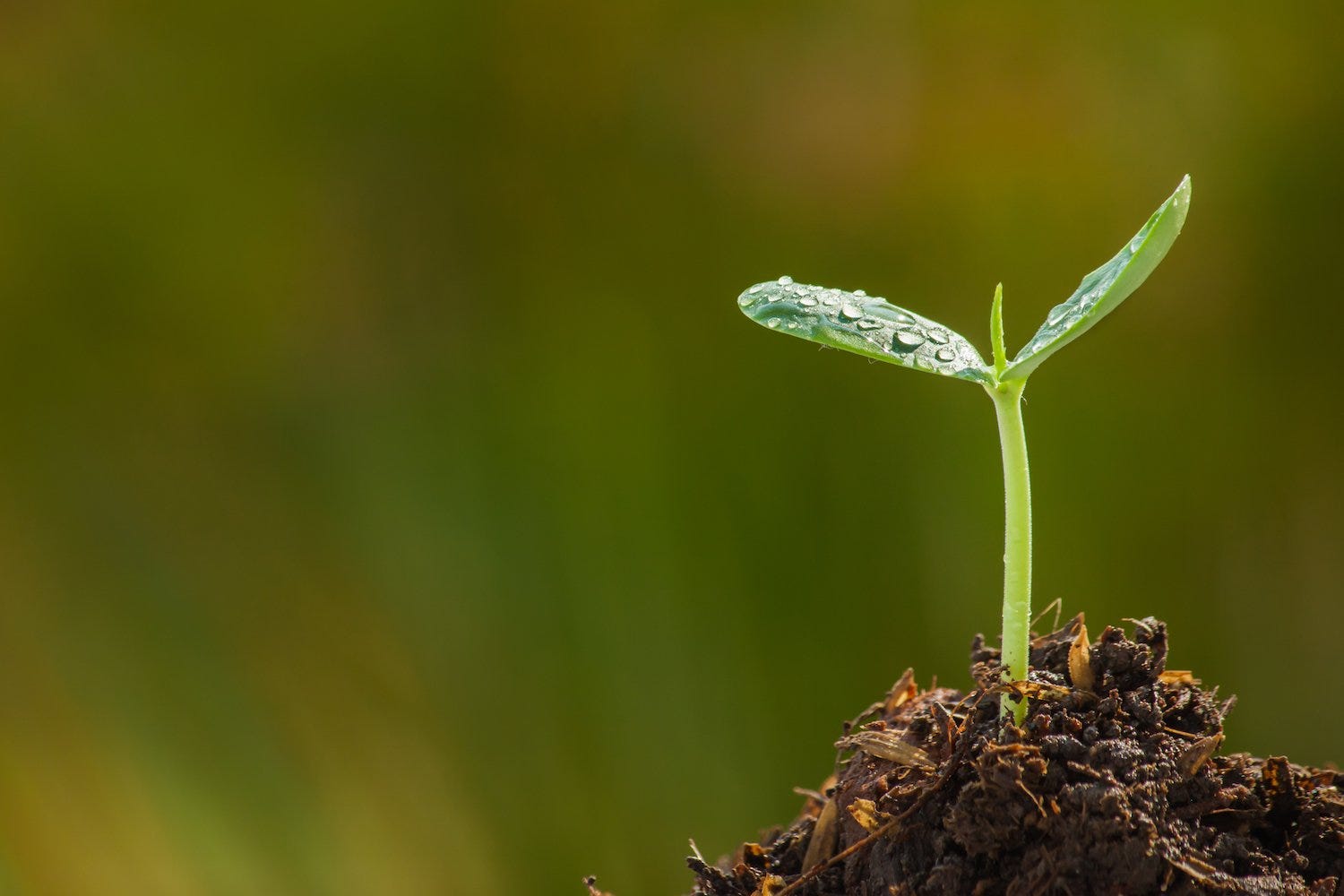 the sapling i can t believe it kaylee is going to by michael simpson medium the sapling i can t believe it kaylee