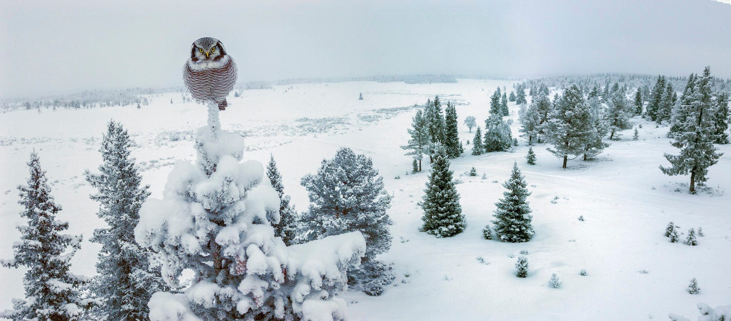 A round Northern Hawk-Owl perched on top of a snow-covered evergreen tree in a wintery landscape.