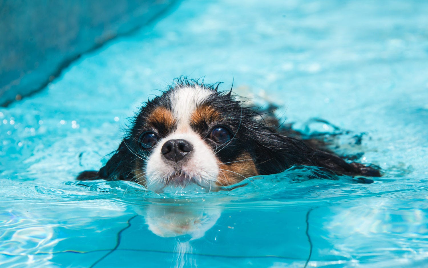 dog breeds that love water