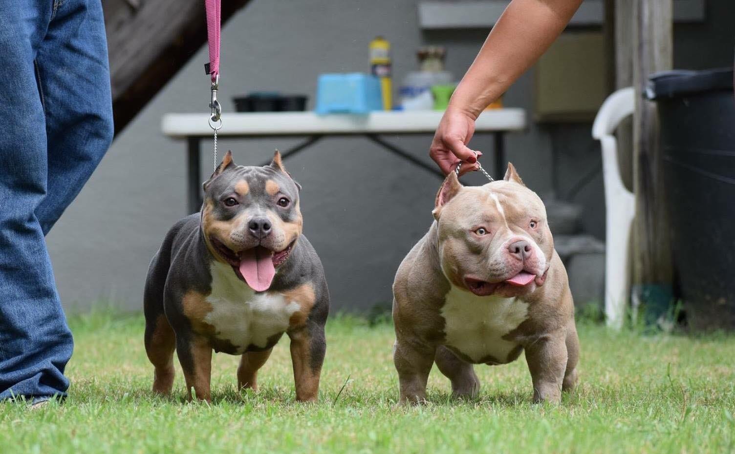 american bully price in indian rupees