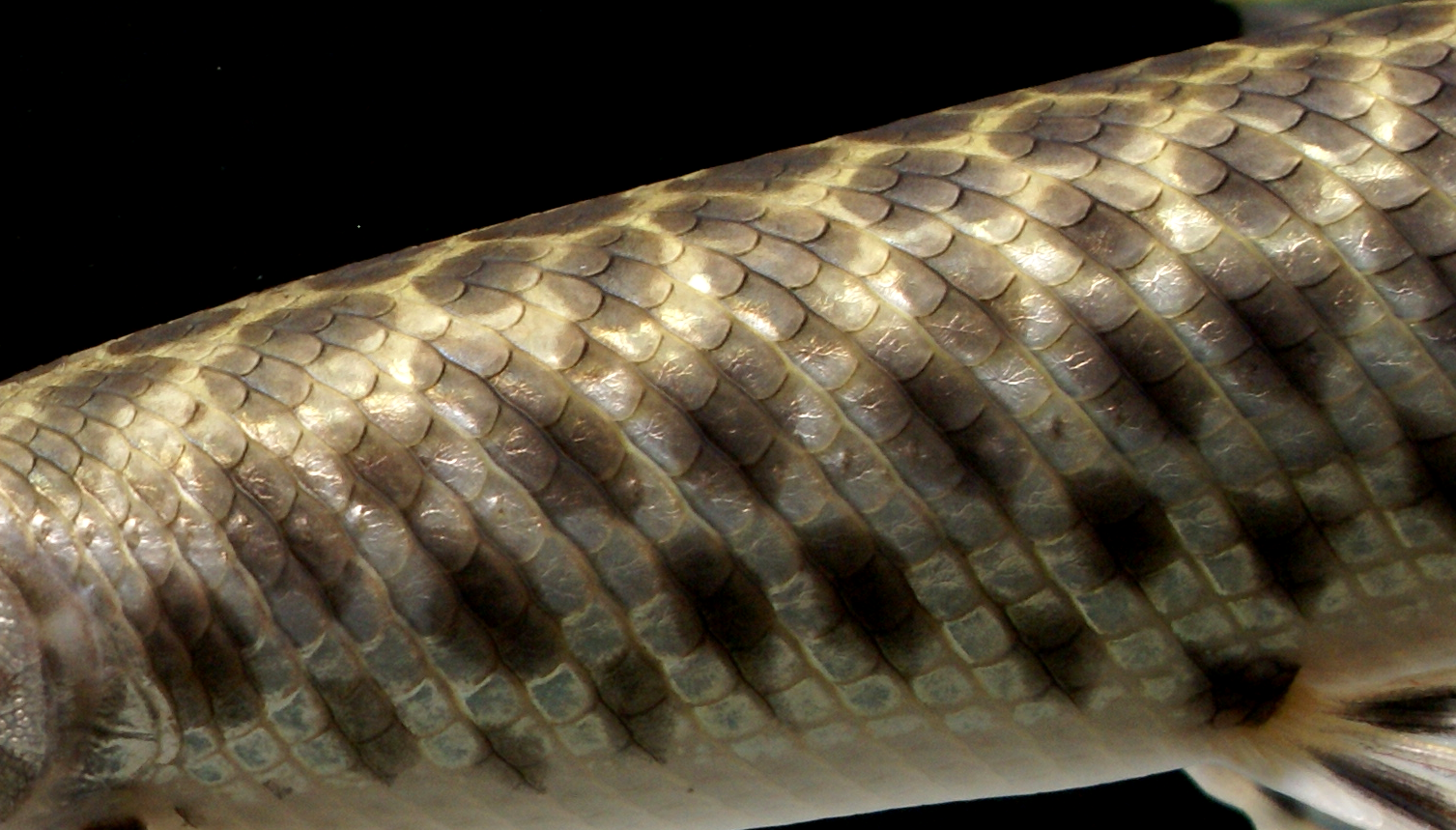 The Beauty of Fish Scales. Fish are absolutely beautiful. There… by U