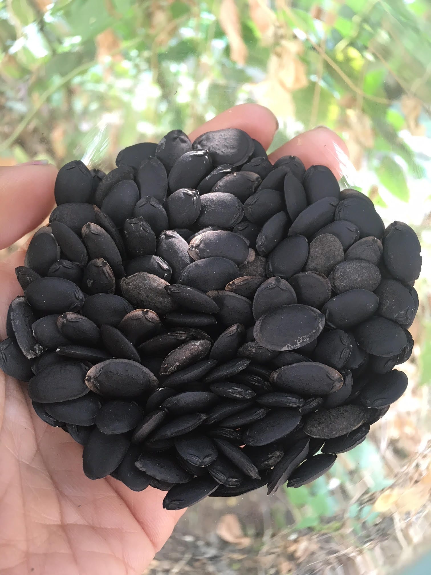 How To: Save Ridge Gourd (Torai) Seeds To Plant Next Season? | by