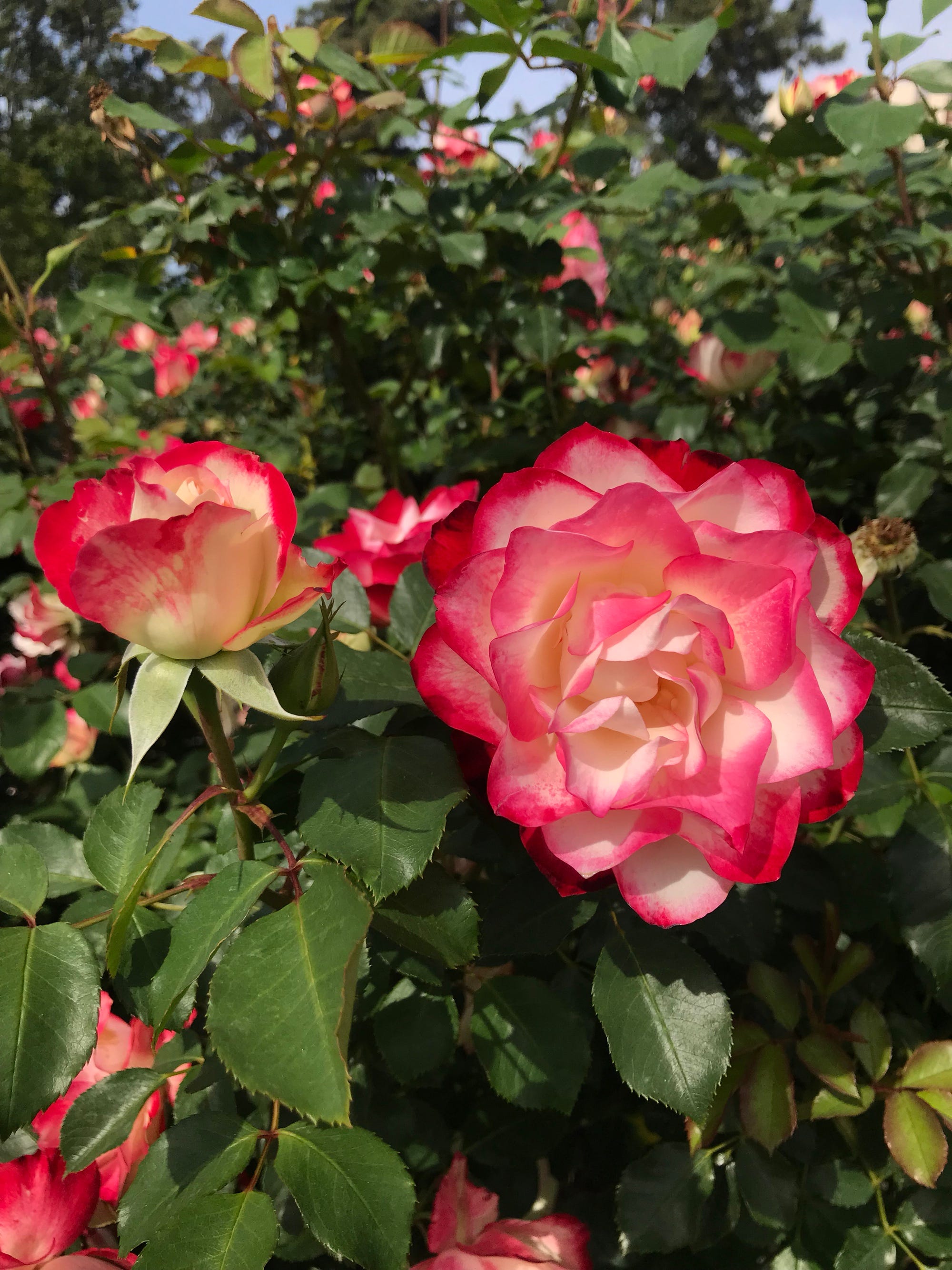 Stories From The Flowers Exposition Park Rose Garden Edition