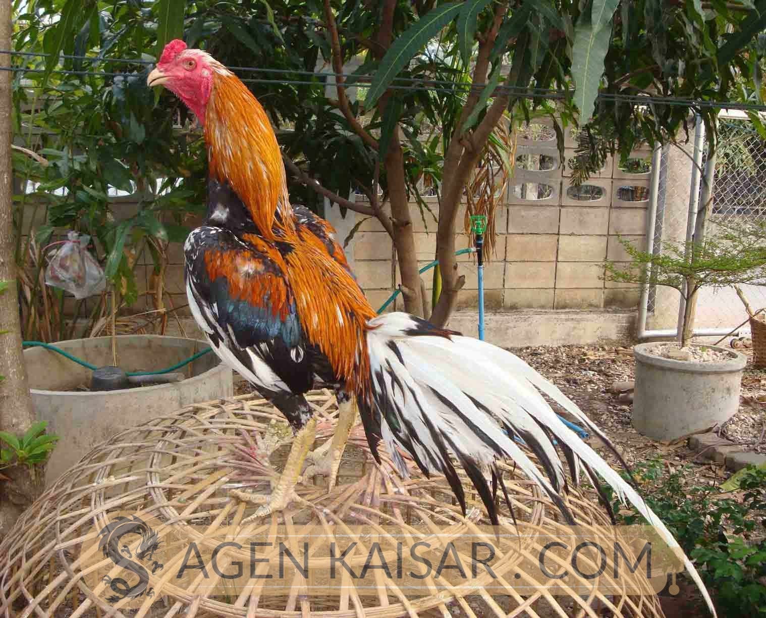 Ayam Bangkok Blorok Madu Ciri Ciri Dan Kelebihannya