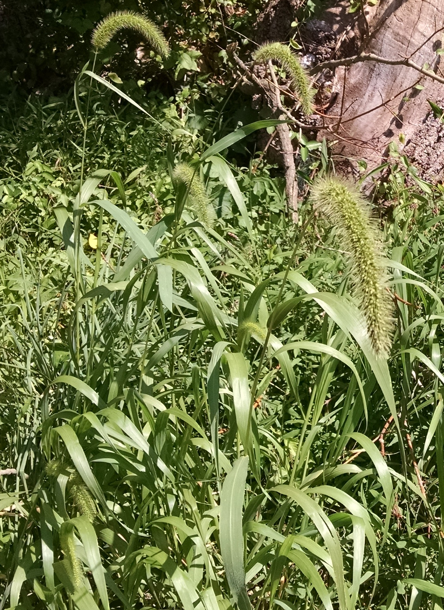 Fuzzy Giant Foxtail If You Ve Ever Looked Out The Window Of By Chris Stepnitz Maryland Wild Plants Medium Fuzzy Giant Foxtail If You Ve Ever Looked Out The Window Of By Chris Stepnitz Maryland Wild Plants Medium