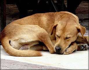 let sleeping dogs lie origin let sleeping dogs lie origin