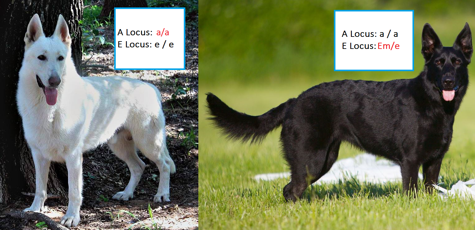 rare black dog breeds