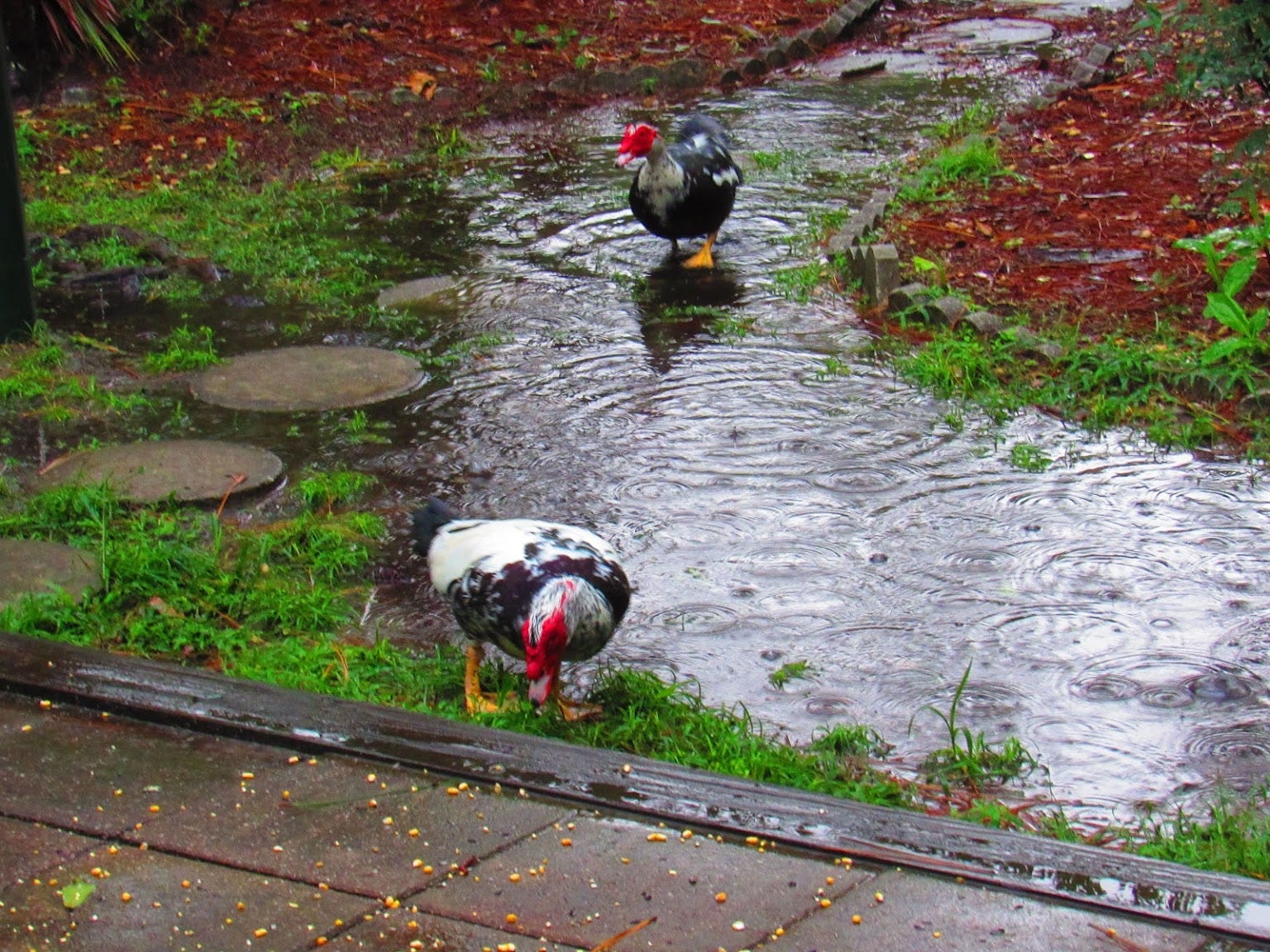 Rainy Ducks or Ducky Rains. A photo journal by Weeds