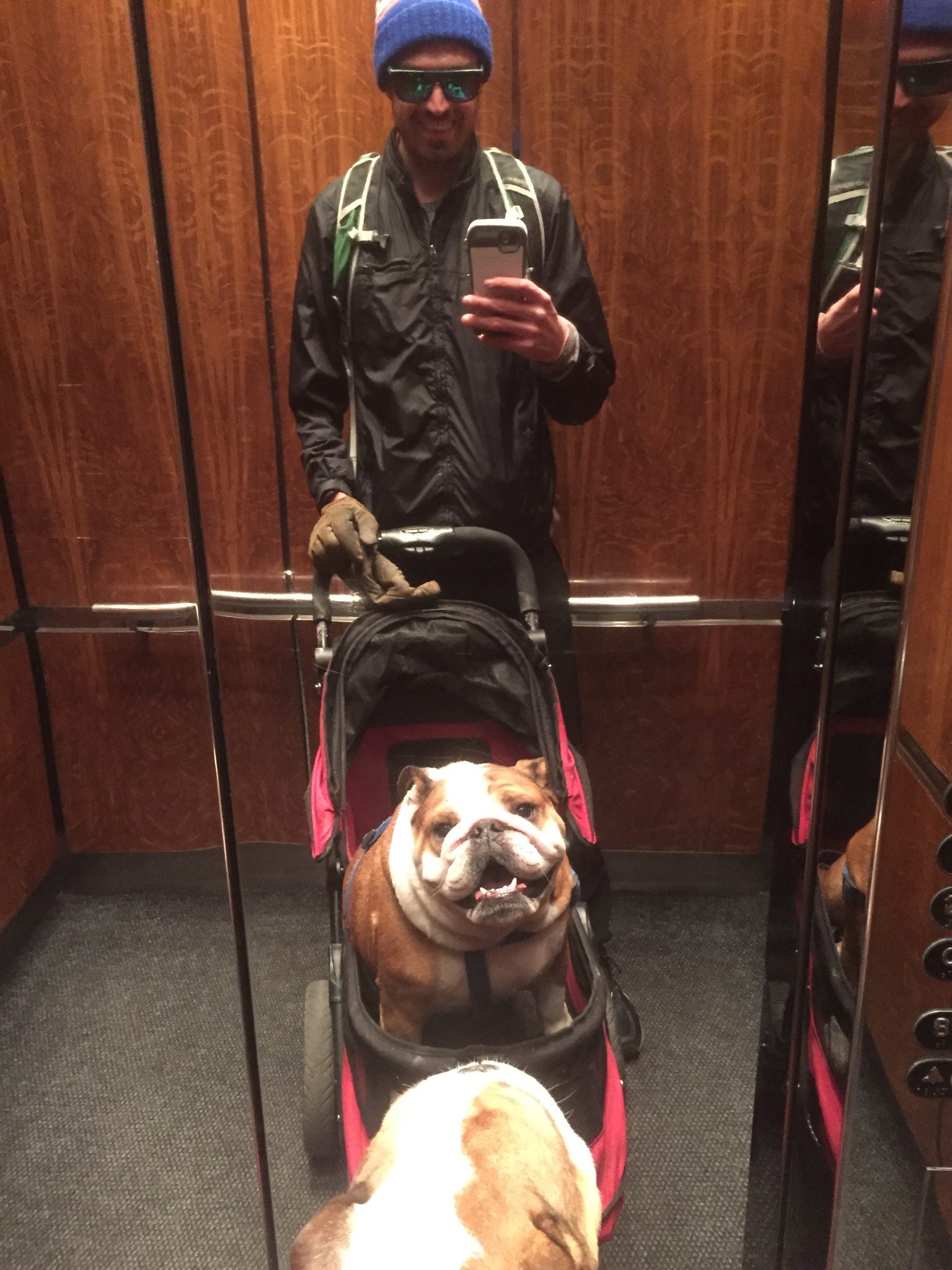 stroller for english bulldog