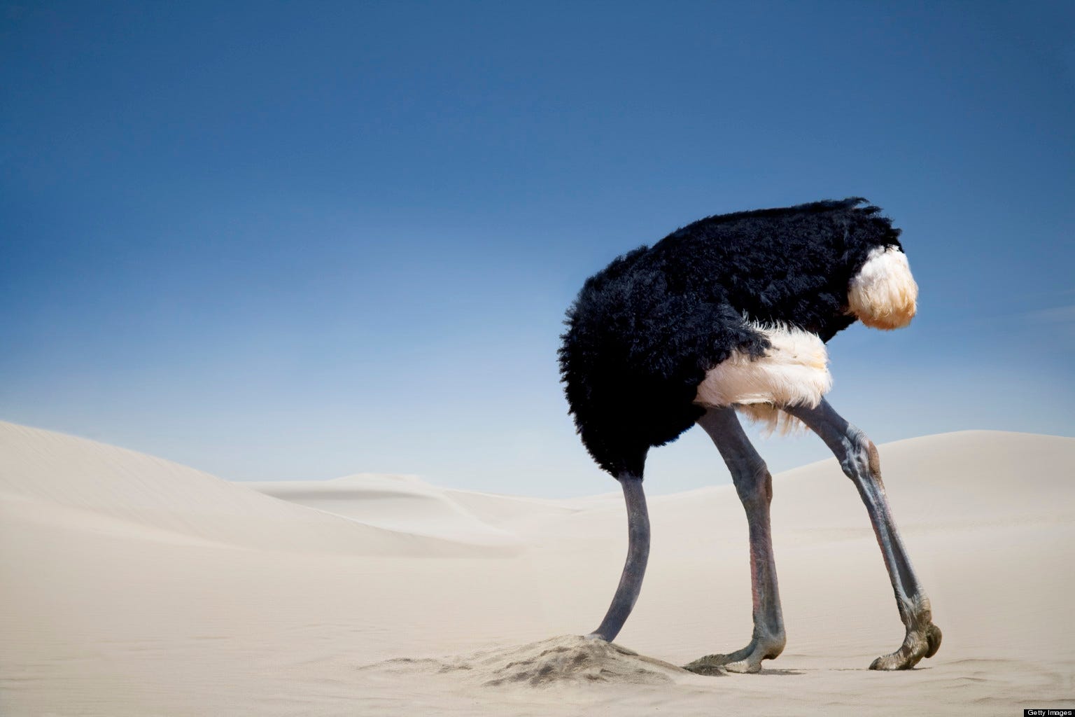 The Ostrich Entrepreneur - Madhavi Jagdish - Medium