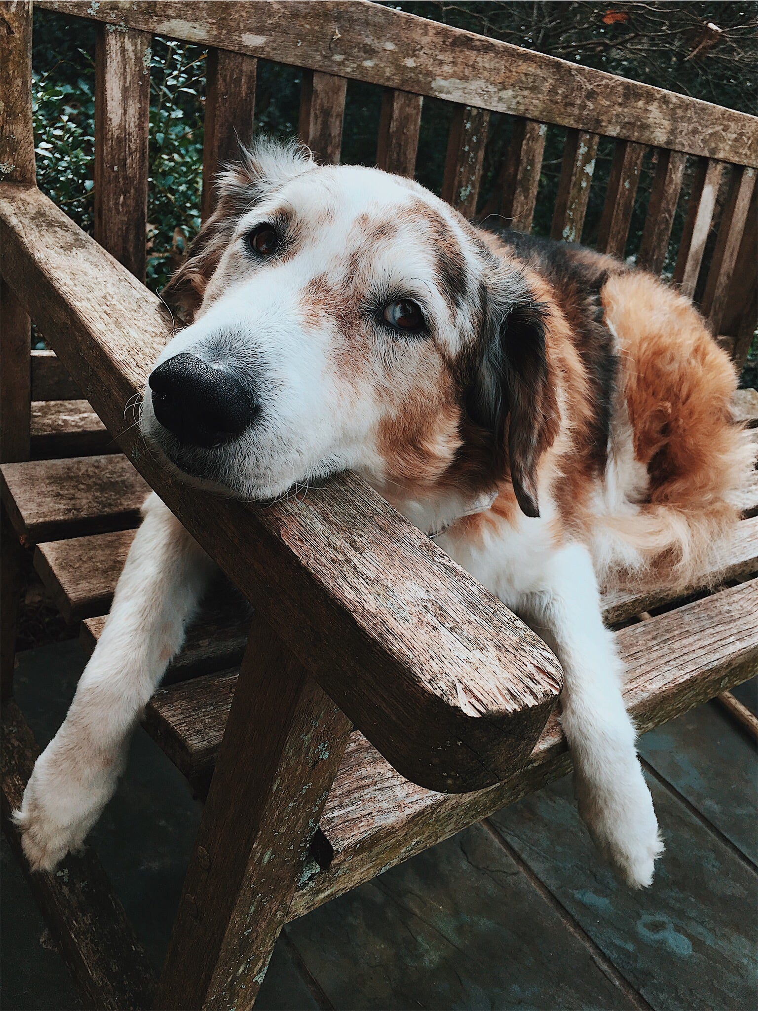 big fuzzy dog
