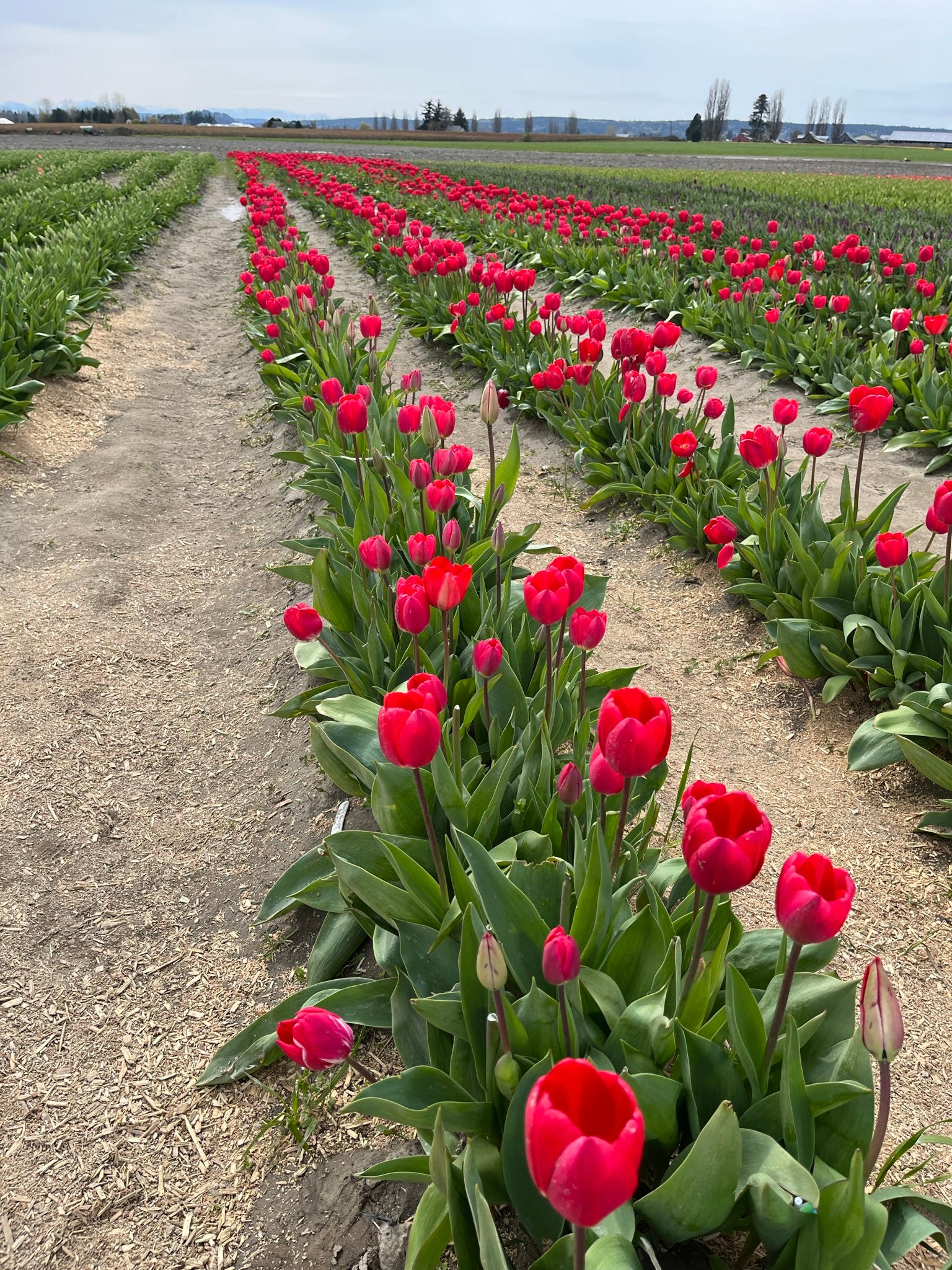 Skagit Valley Tulip Festival. Every April in Mt. Vernon, Washington