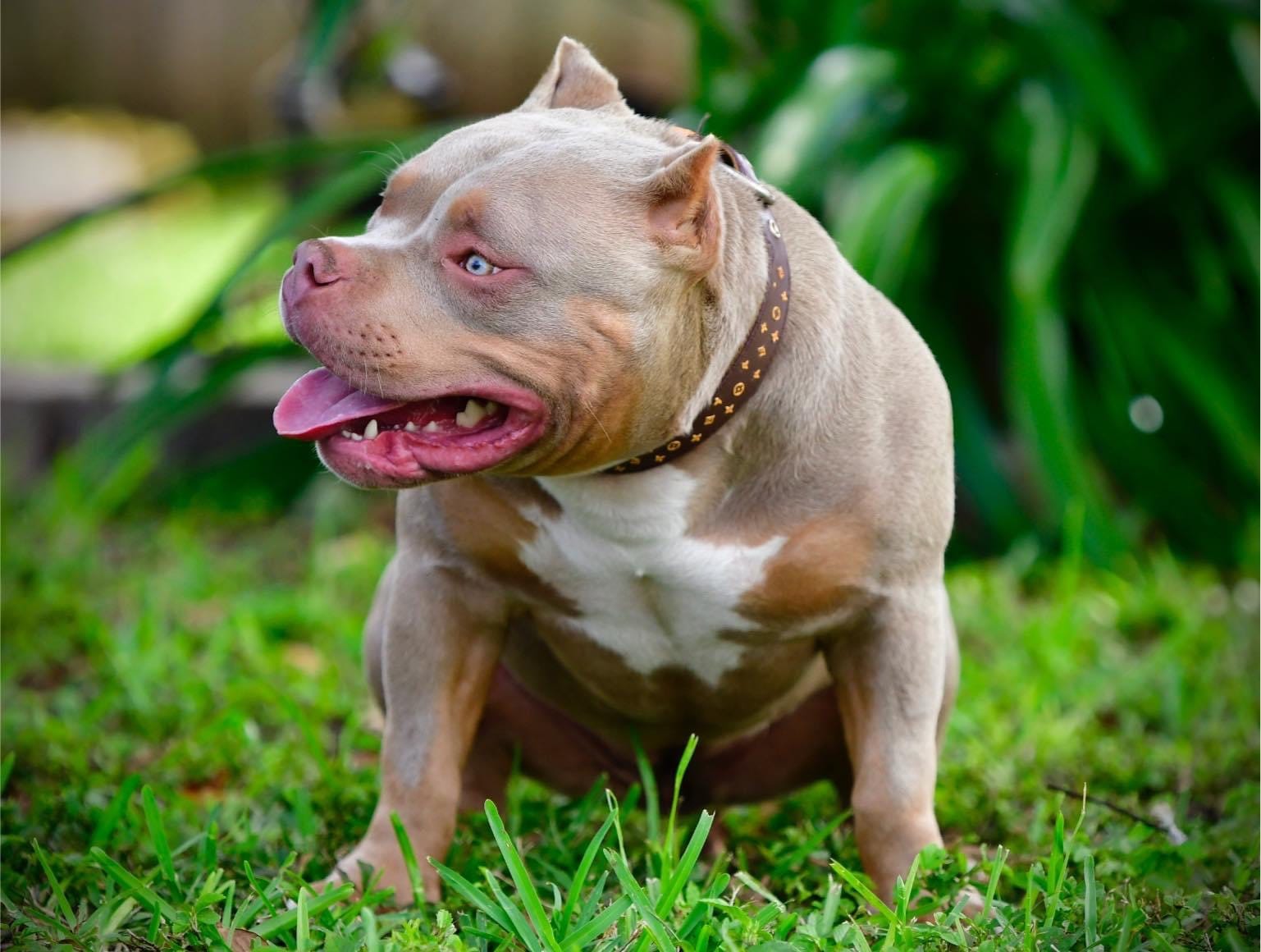 AMERICAN BULLYS American bully, Pocket bully Lilac u0026 Tan Tri Pocket Bul...