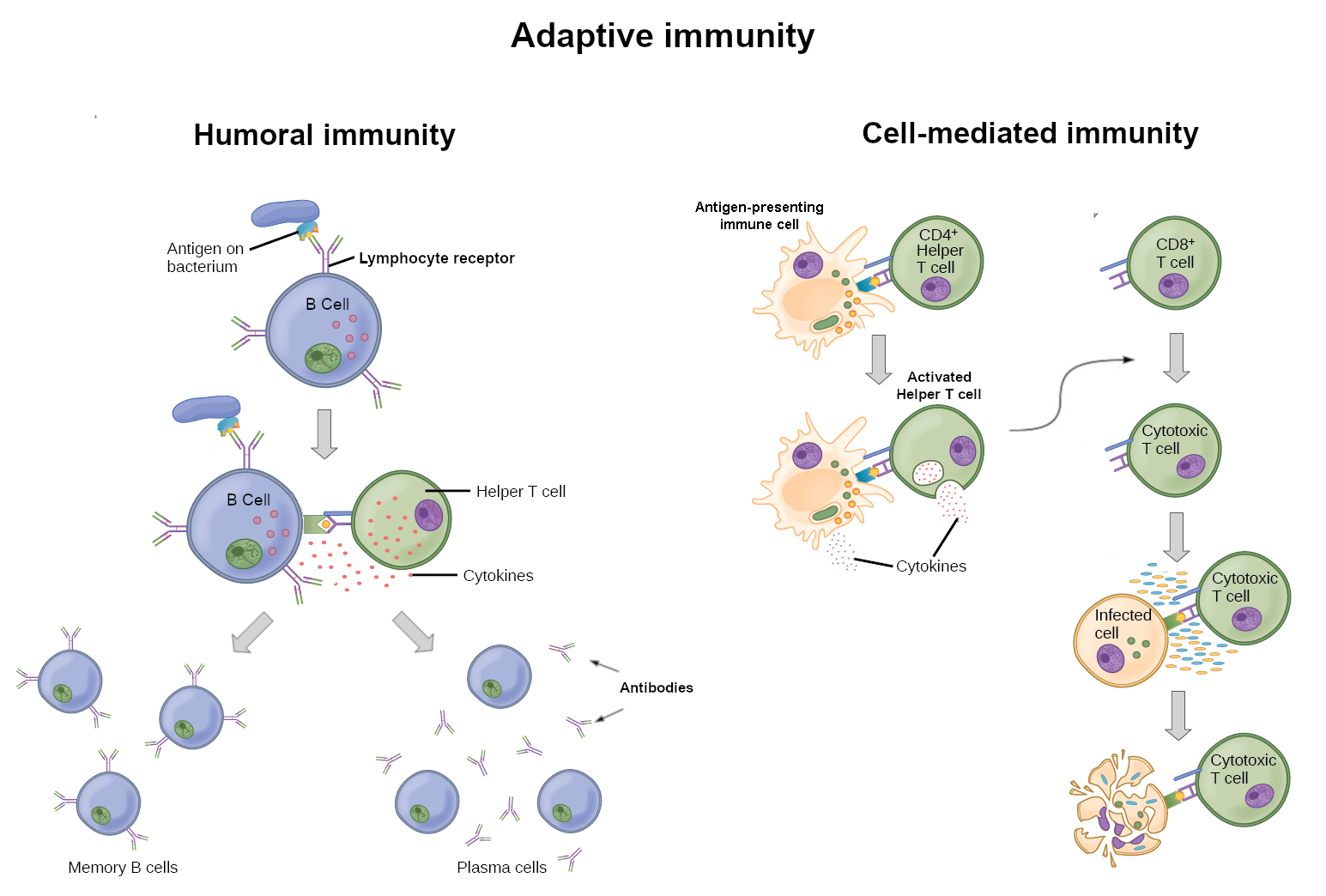 Immunity and the Immune System. When I spoke with Dr. Linda Strause, we ...