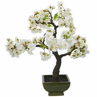 Cherry Blossom Flowering Bonsai Tree By Bloomsbury Market Onsales Discount Prices By Carlos Medium