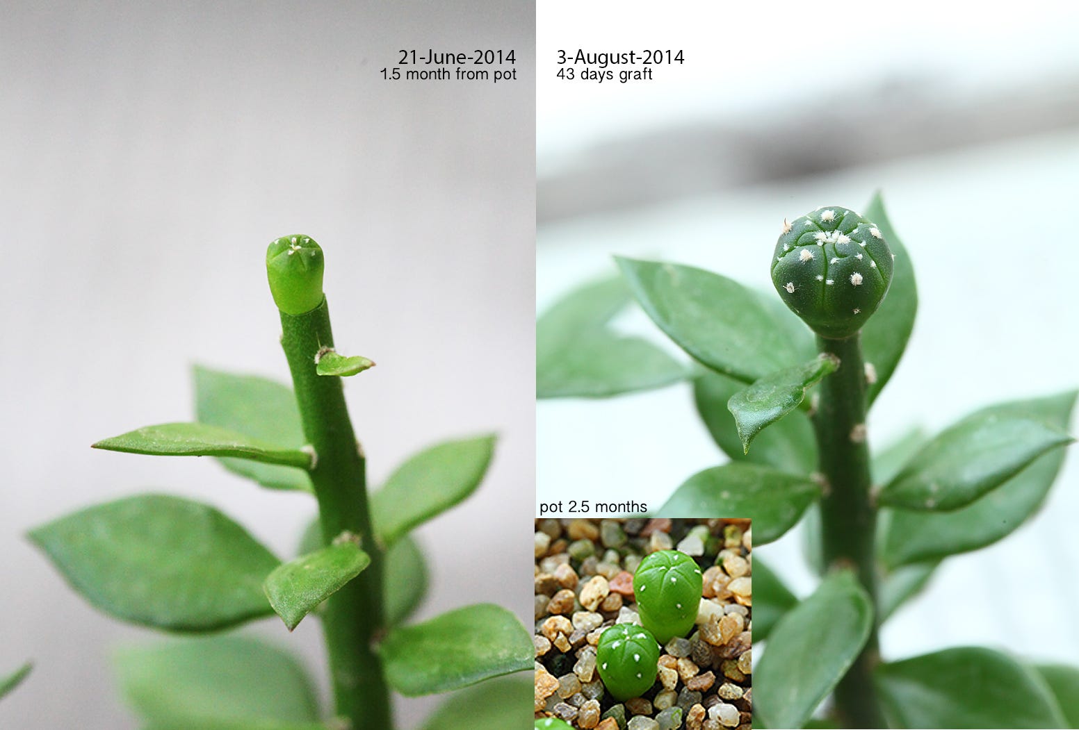 My first cactus grafting TH Cacti & Succulents Medium