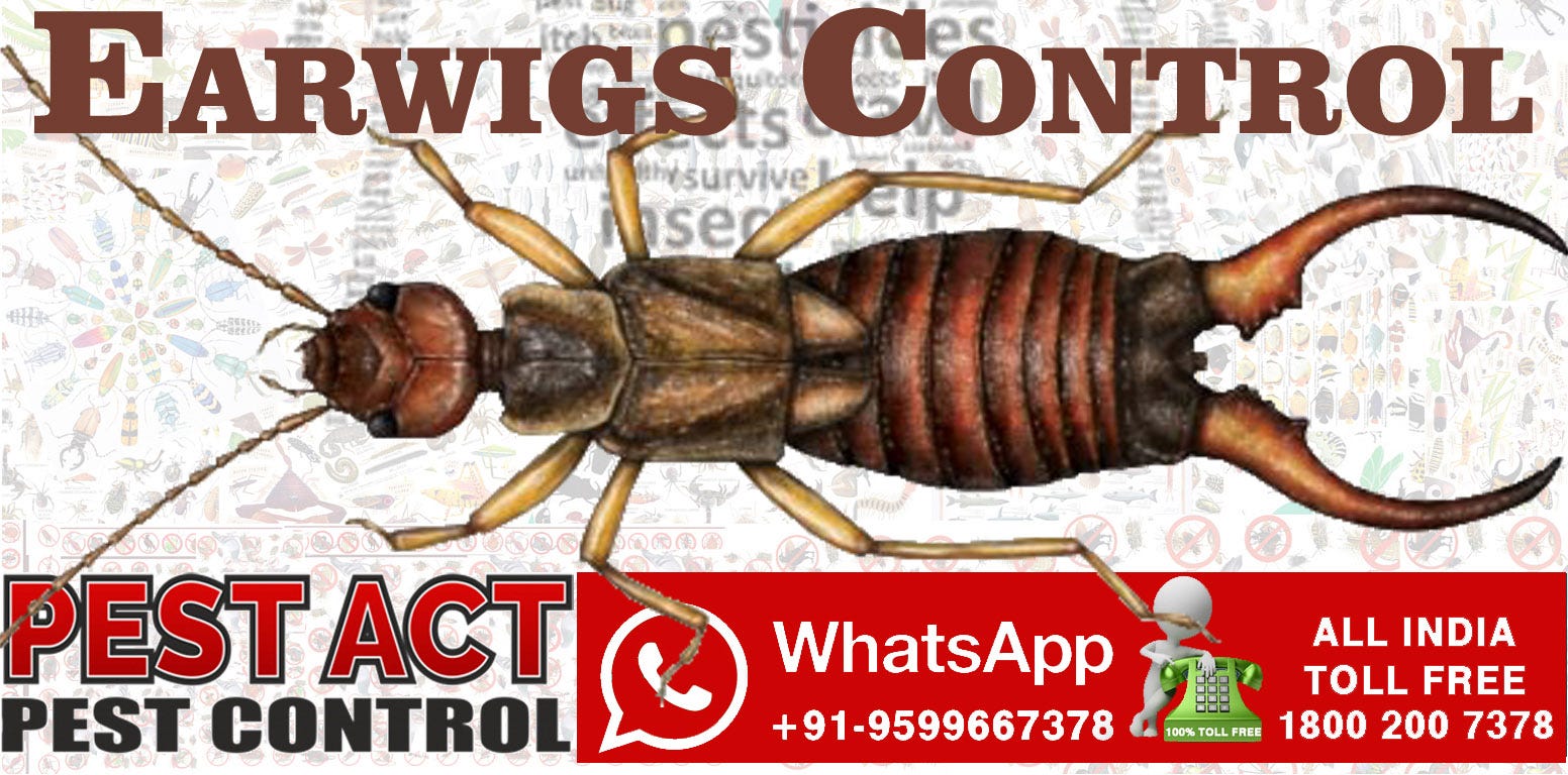 Earwigs Will Enter Your Brain Through Your Ear Or Nose And Kill
