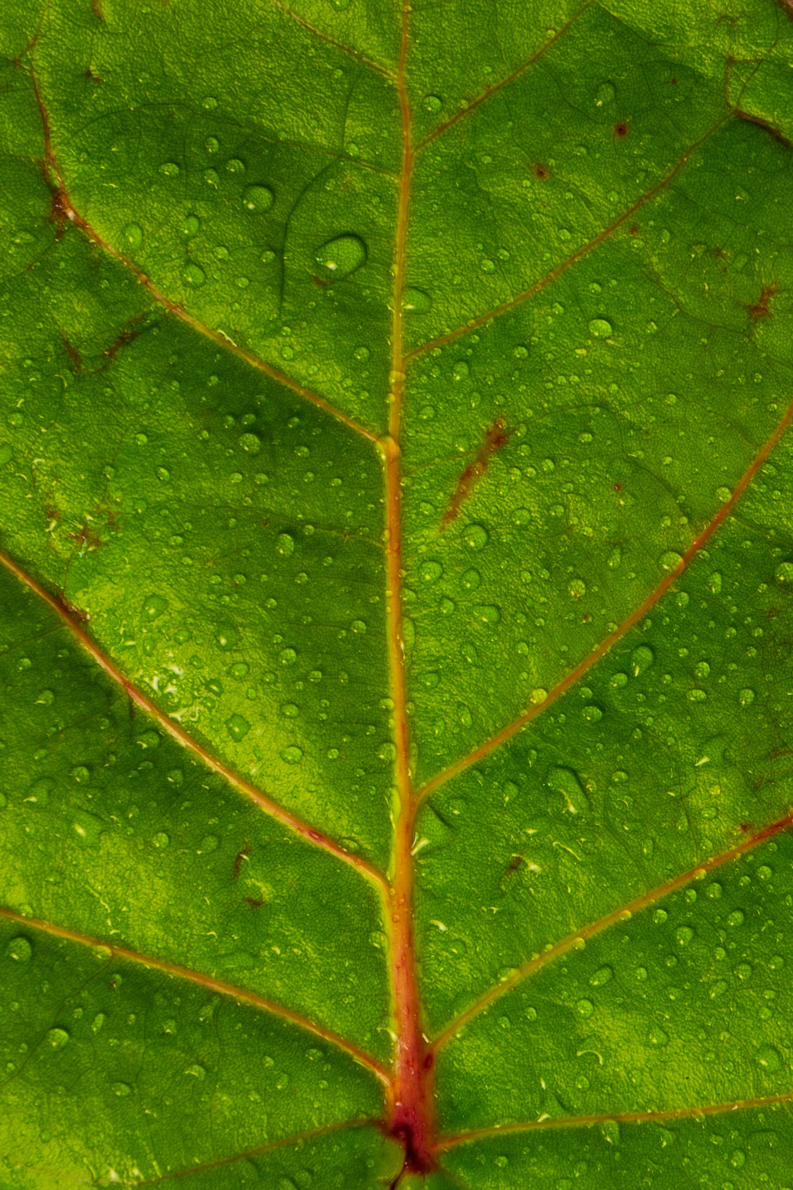 How Leaves Shaped The World And Why You Should Care By Leif Johnson Environmental Science Department Medium How Leaves Shaped The World And Why You Should Care By Leif Johnson Environmental Science Department Medium
