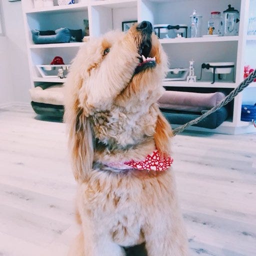 dog grooming specials near me