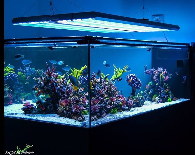 Aquarium Air Laut Medium