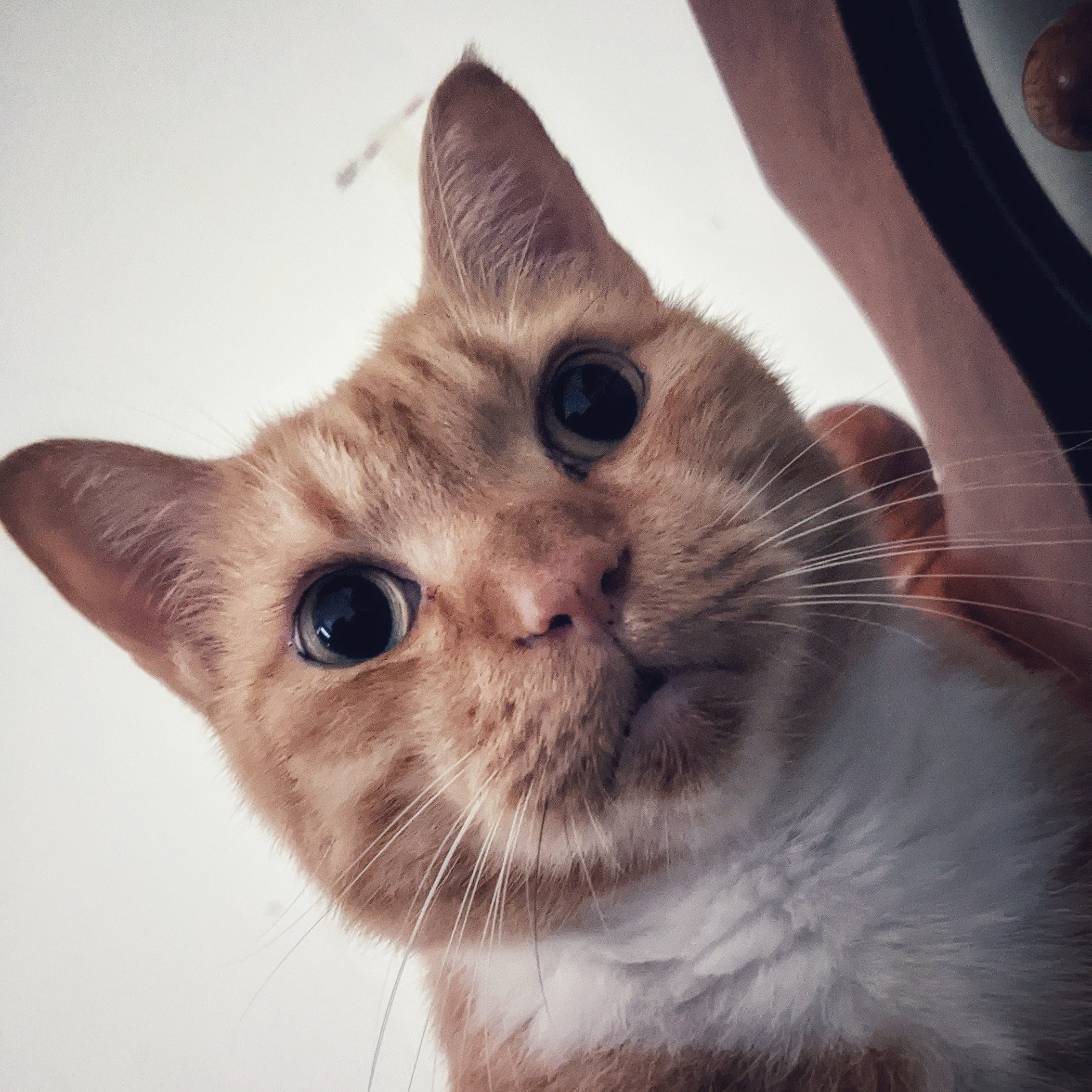 Rana Medium Rana Medium