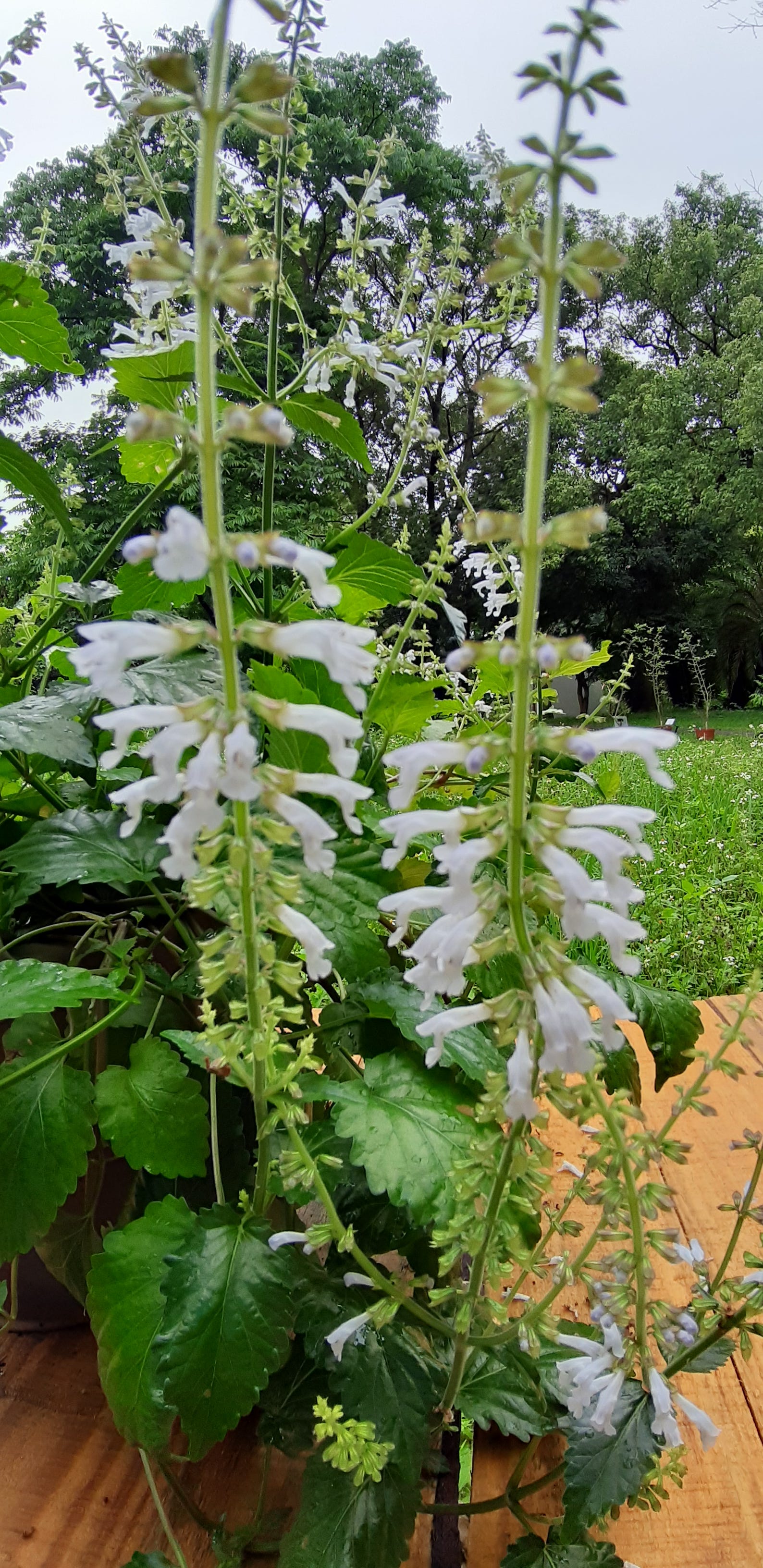 在滅絕之前 為植物建造續命方舟 下 這一區很多植物來頭很大 幾乎都是受威脅物種 在植物園一隅 某個理當成為焦點的 By 植人雜志