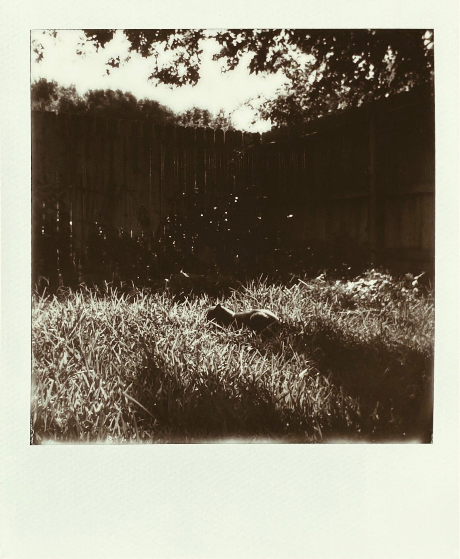 A Polaroid photograph of a cat laying in the grass in the morning, with a fence in the background. Deep shadows.