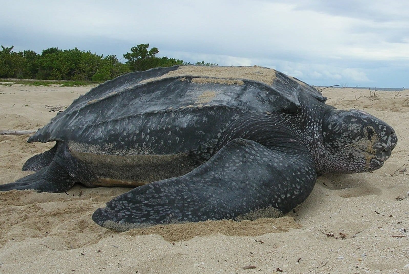 Grande Tortue Des Mers Chaudes En 5 Lettres