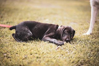 View of Why Do Our Dogs Exhibits Some Pretty Strange or Unusual Behaviors? | by ...