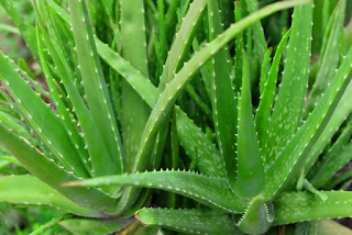 Skin Care Plant Aloe Vera Aloe Vera Is A Juicy Plant Species Of By Rahul Pandya Medium skin care plant aloe vera aloe vera