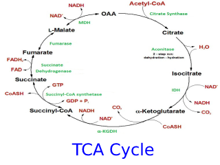 cycle reaction