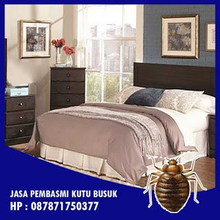 Hp 087871750377 Jasa Pembasmi Kutu Busuk Di Kota Bandung