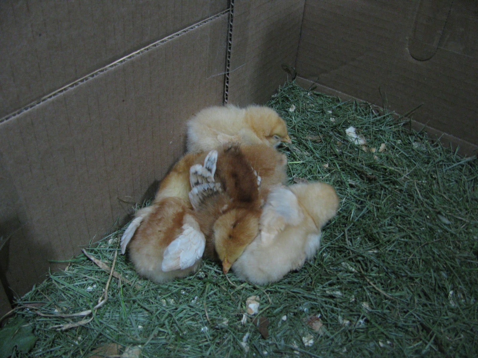How To Become A Chicken Owner In New York City Nyu Local