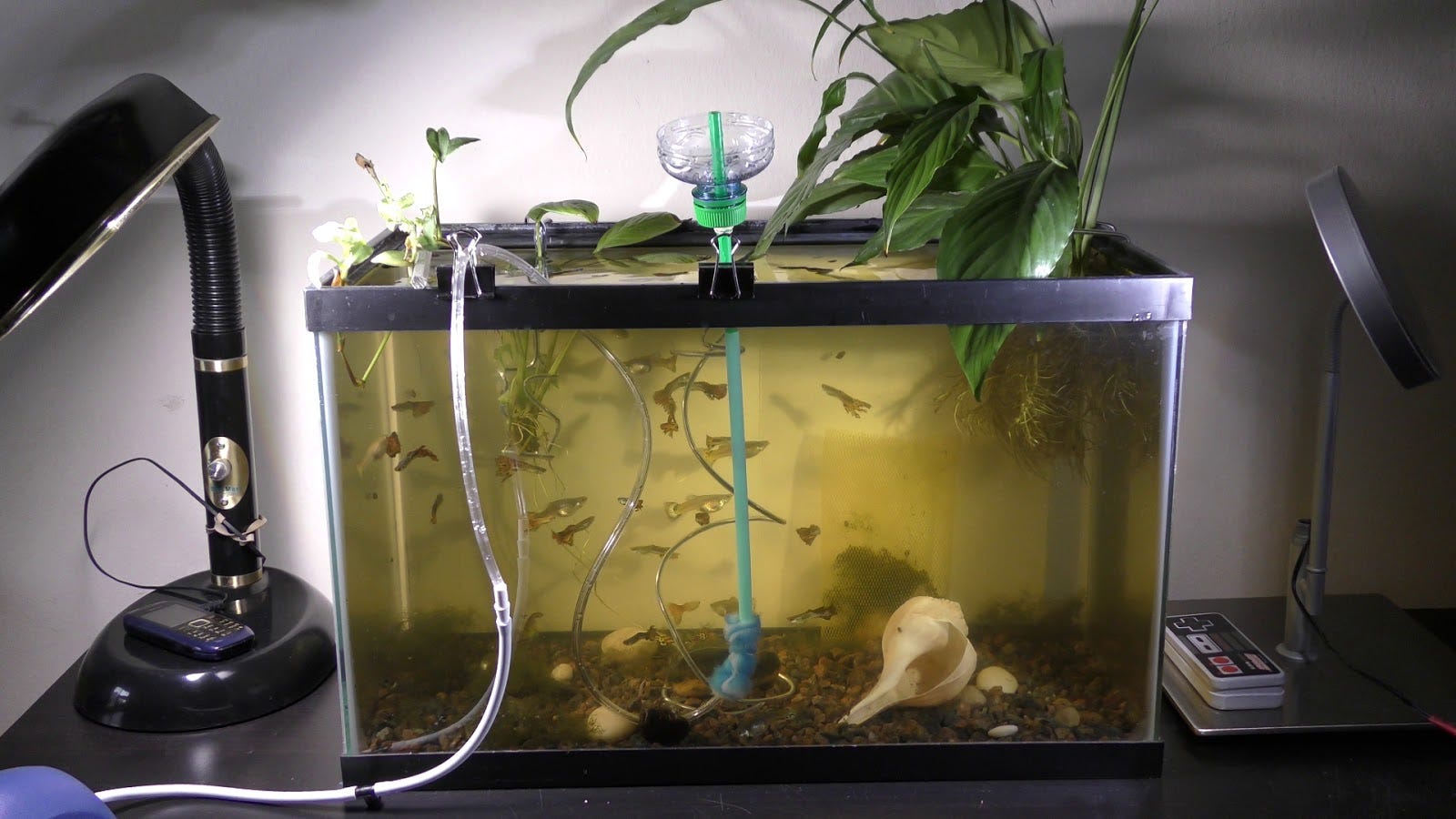 Aquarium Filtration System Diy at Bobby Dias blog