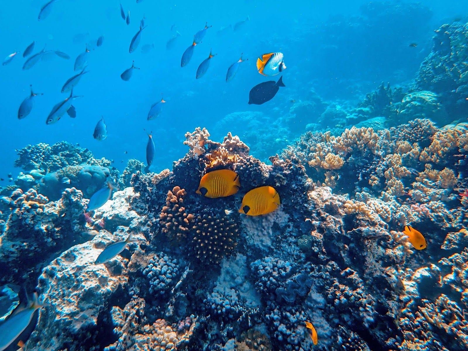 The Valuable Presence of Coral Reefs (Atila TSP)