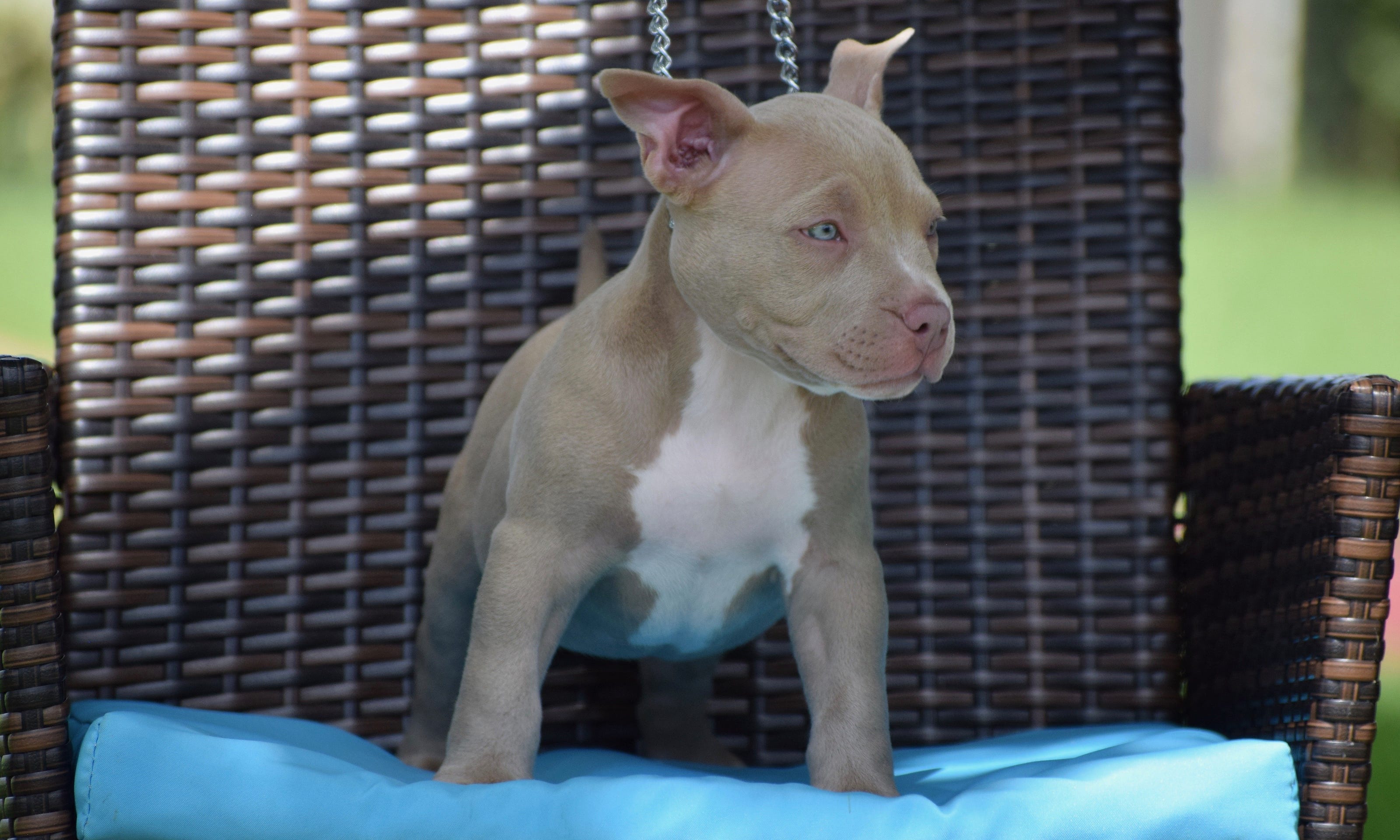 champagne staffordshire bull terrier