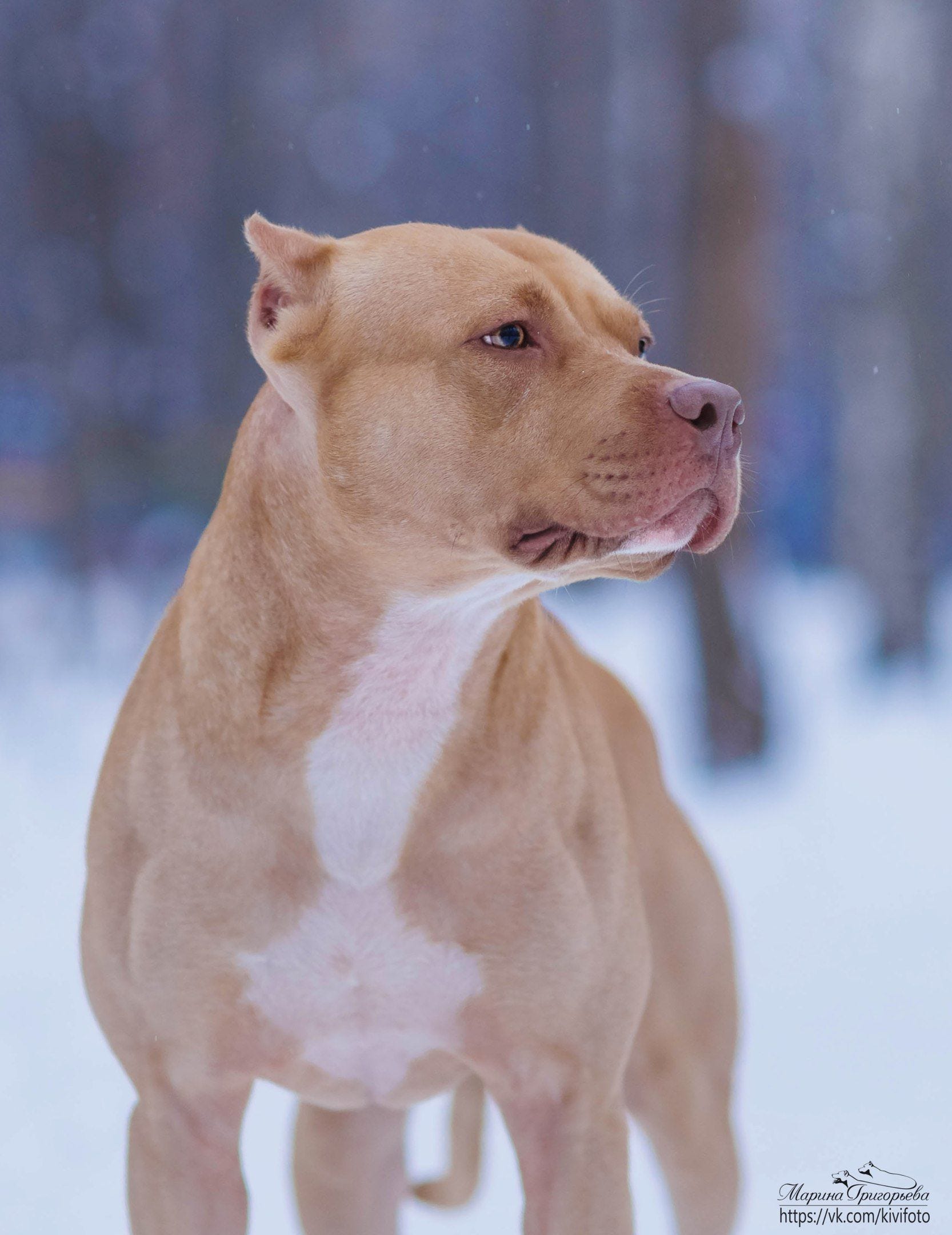bull terrier dangerous