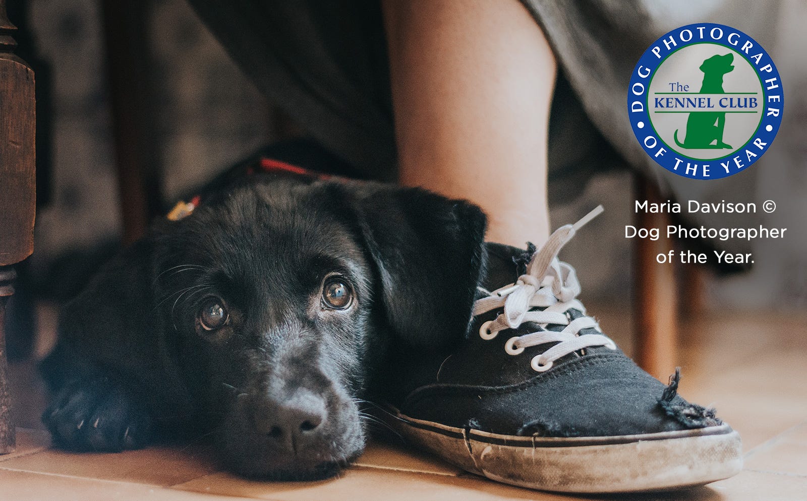 Best Doggone Photos From The Kennel Club Dog Photographer Of The