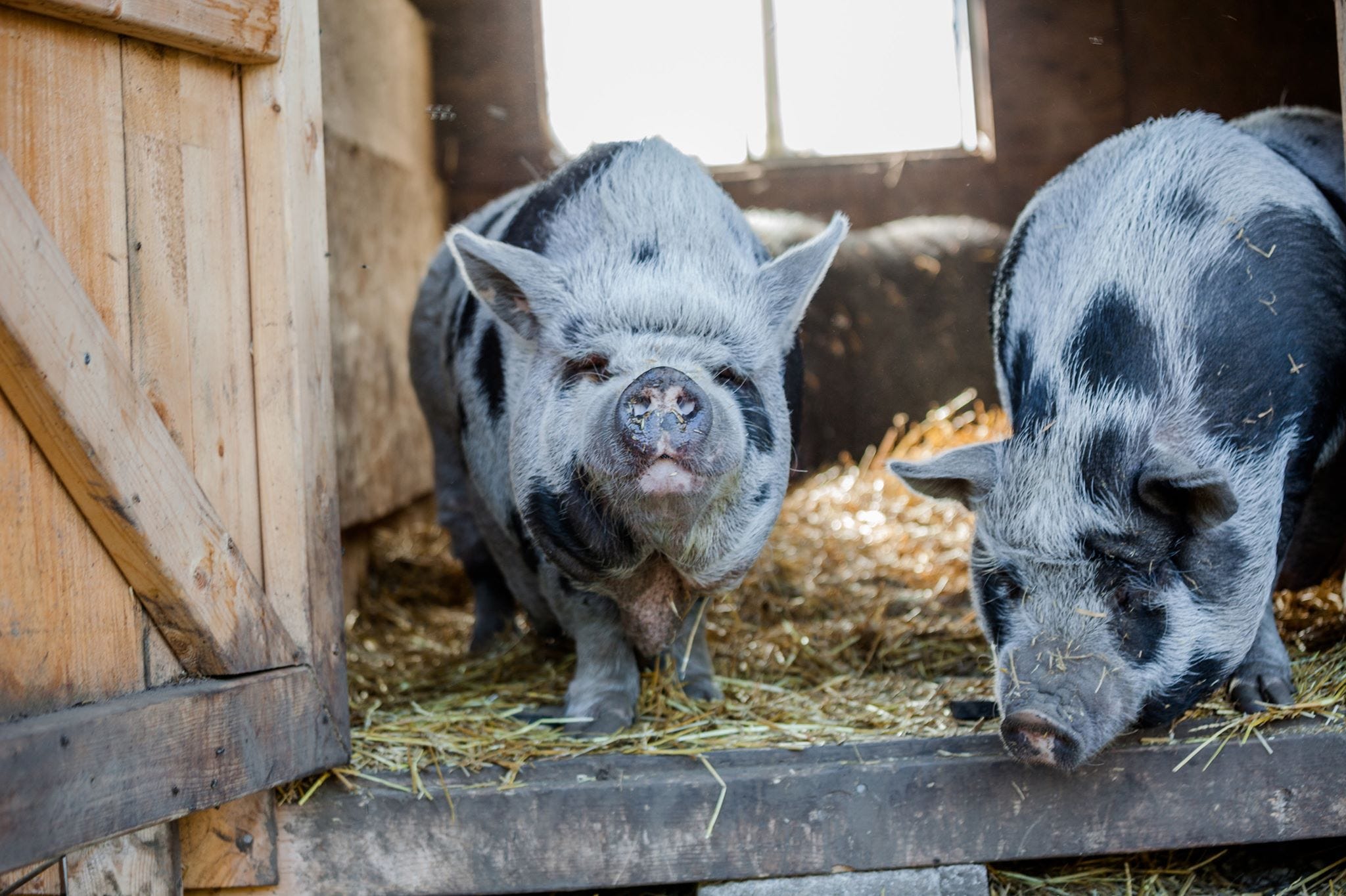 raising pot belly pigs