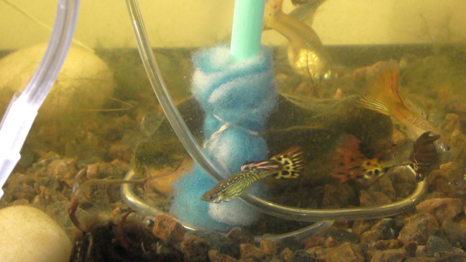 DIY Aquarium Sponge Filter. The aquarium filter powered by an air… by