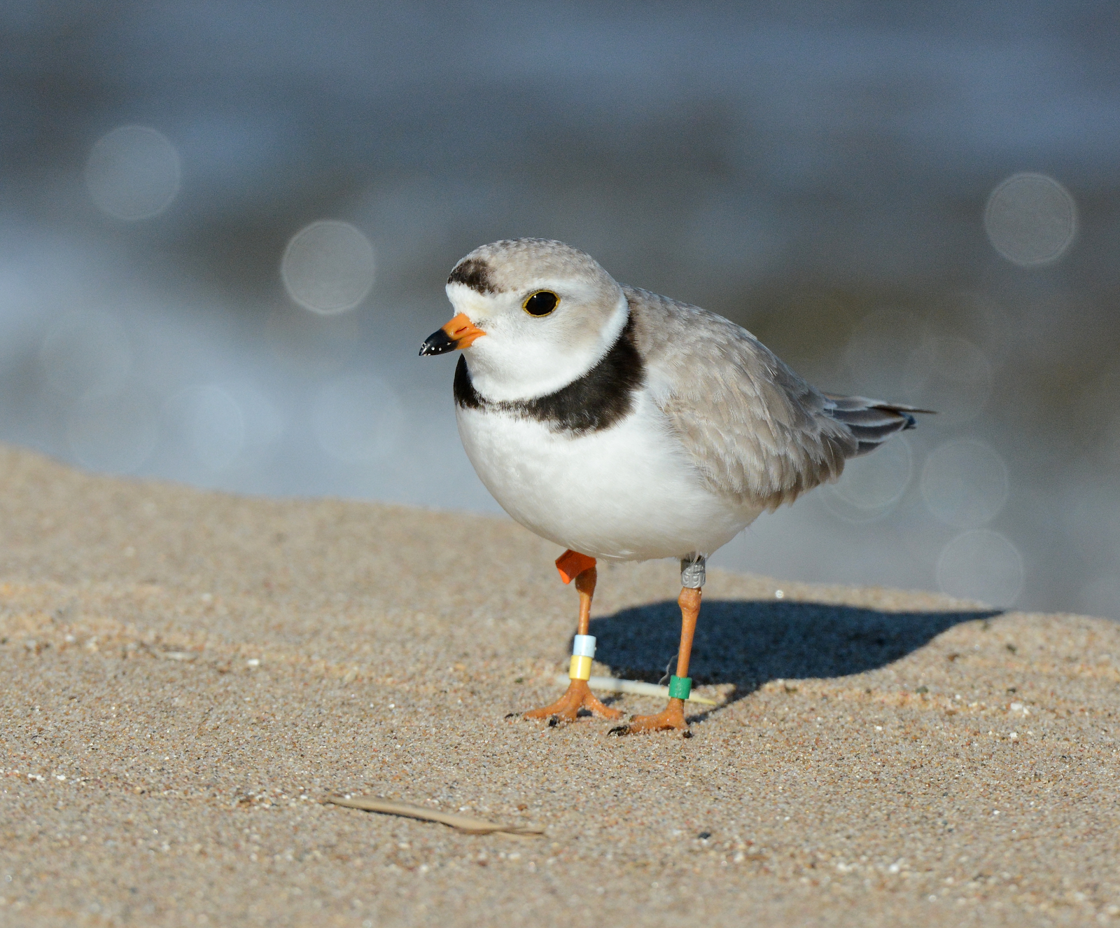 The many colors of Long Island shorebirds by U.S. Fish & Wildlife