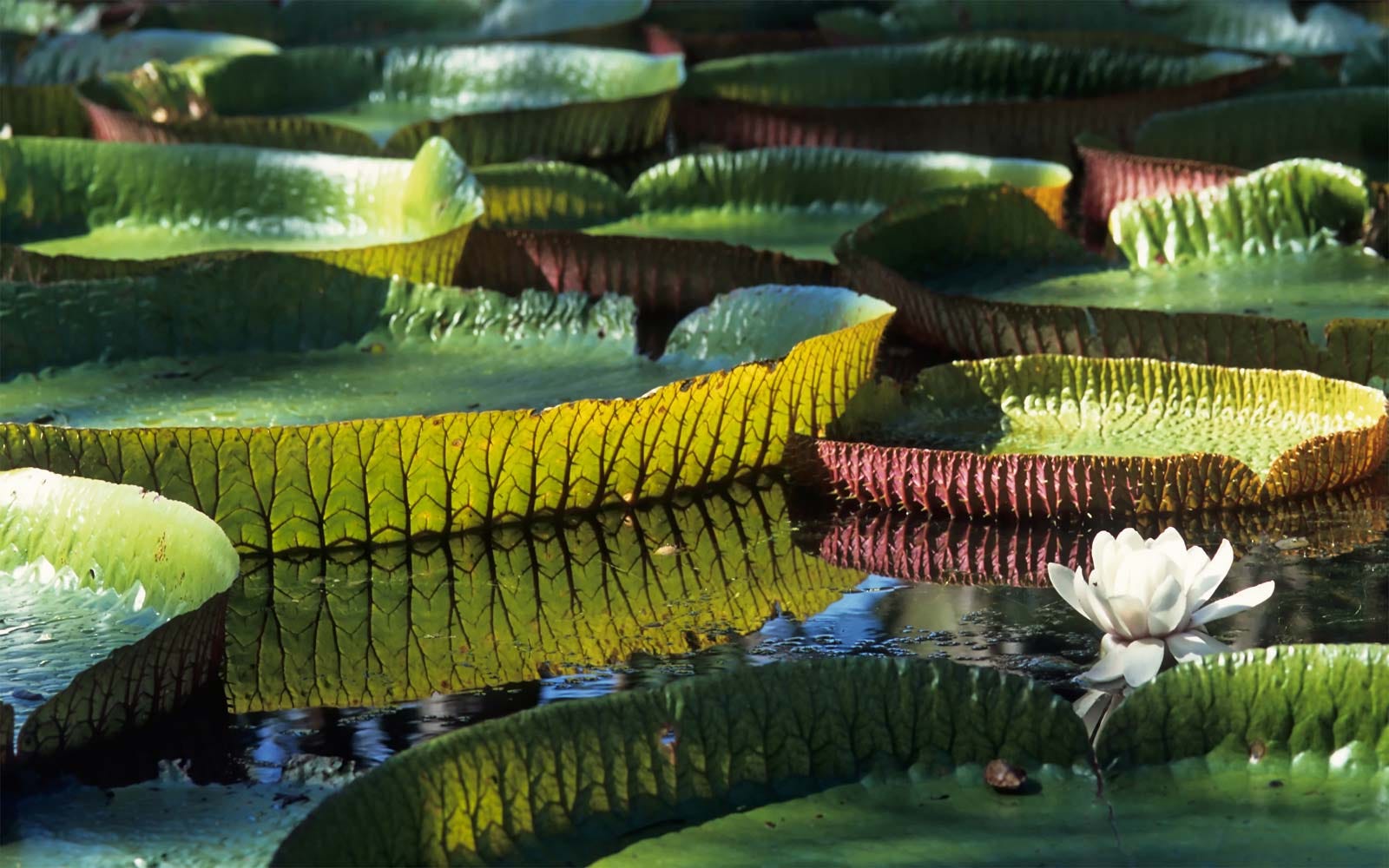 Physical Adaptations Of Giant Water Lilies And Humanity By The Cottager Medium