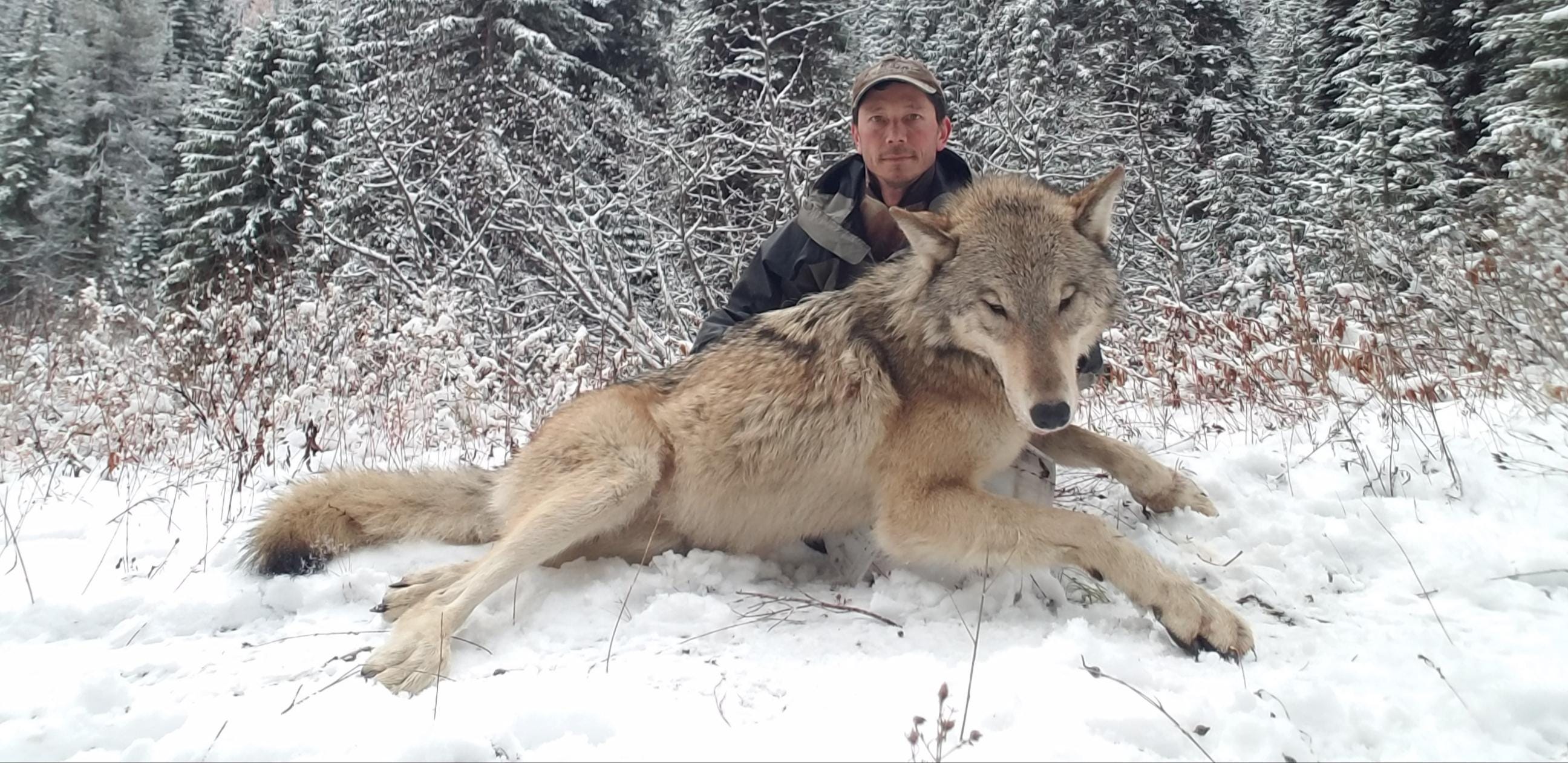 Idaho's wolf bounty. Rockies Today for Tuesday, February 19 | by Mountain  West News | Mountain West News