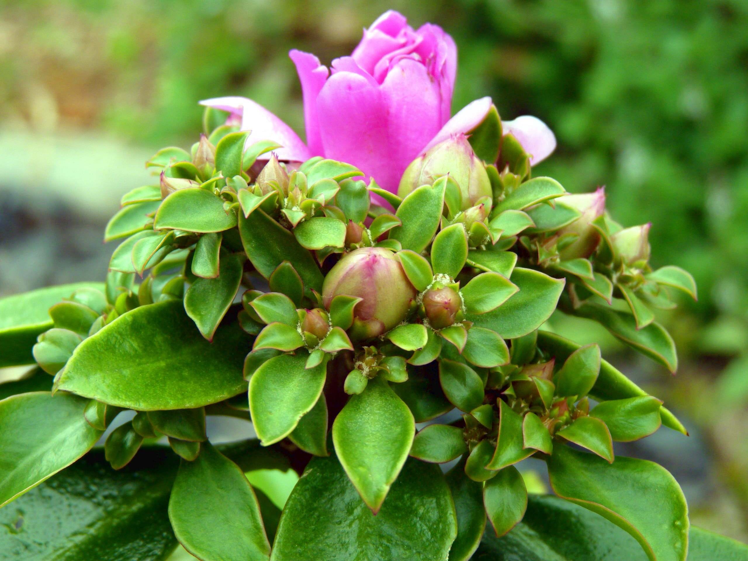 Ora Pro Nobis Pereskia Aculeata Popularmente By Guilherme